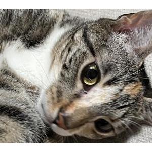 Lost Cat Luna