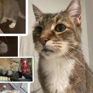 Lost Cat Rocky