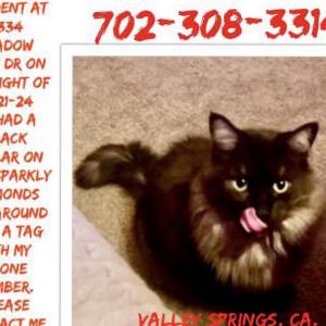 Image of George, Lost Cat