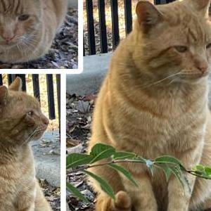 Found Cat Unknown