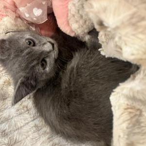 Image of Fran, Lost Cat