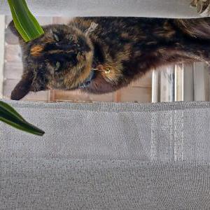 Lost Cat Luna