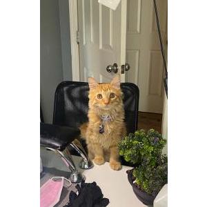 Lost Cat Kyo
