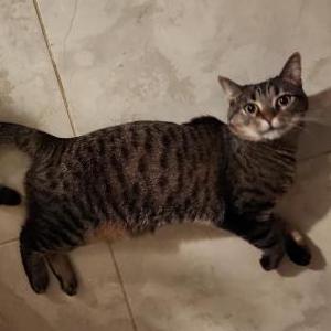 Lost Cat Cleo