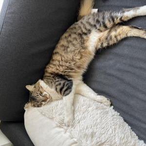 Lost Cat Toulouse
