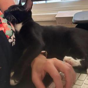 Lost Cat Freddie