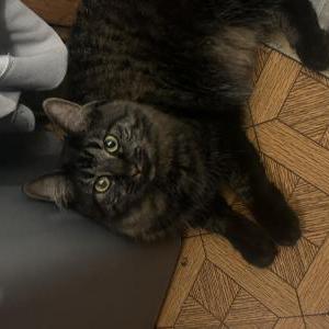 Lost Cat Raven