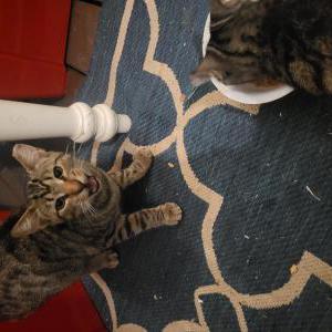 Lost Cat Dobby