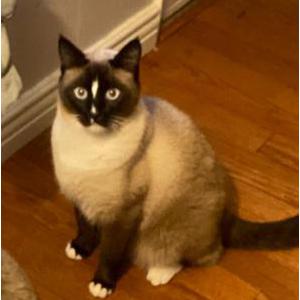 Lost Cat Enzo