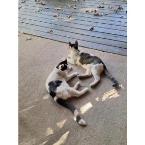 Image of Lokie and Luka, Lost Cat