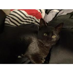 Lost Cat Cash