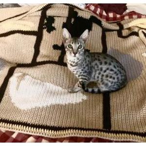 Lost Cat Bobby