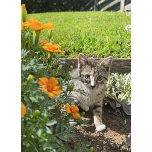 Lost Cat Boots