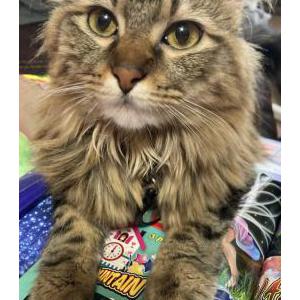Image of Princess, Lost Cat