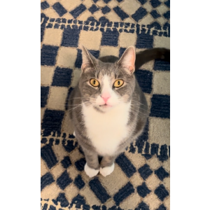 Lost Cat Roy