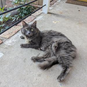 Lost Cat Caly