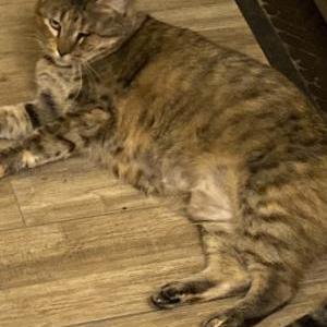 Lost Cat Poppie