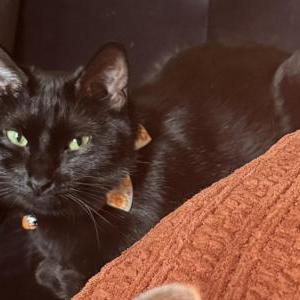 Lost Cat Poppy