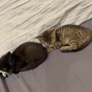 Lost Cat Stormy