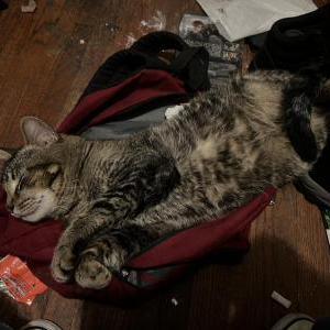 Lost Cat Bob
