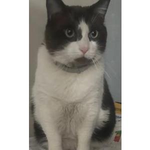 Lost Cat Gordo