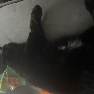 Lost Cat Thunder