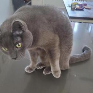 Lost Cat Smokey