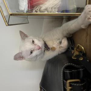 Lost Cat Mr. Flowers AKA Kitt