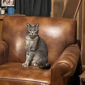Lost Cat Smokey