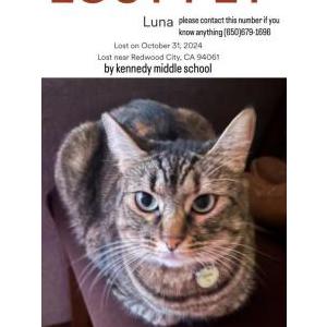 Lost Cat Luna