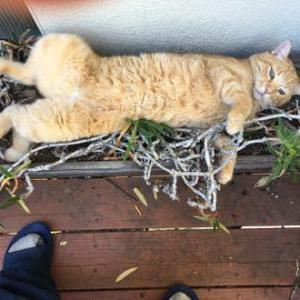 Lost Cat Hermes