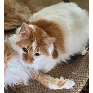 Lost Cat Booger