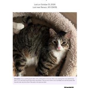 Lost Cat Joy