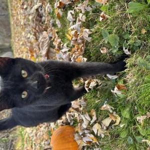 Lost Cat Deadpool