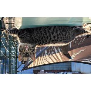 Lost Cat Biscuit