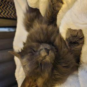 Lost Cat Sir Grey