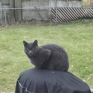 Lost Cat Binx