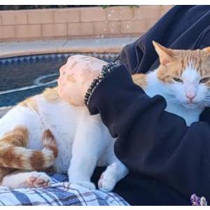 Image of Mr. Kitty, Lost Cat