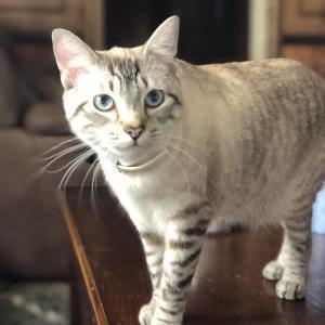 Image of Foo Foo, Lost Cat