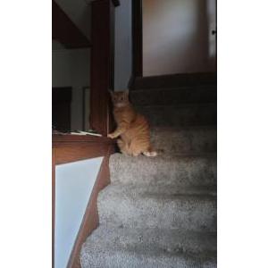Lost Cat Garfield