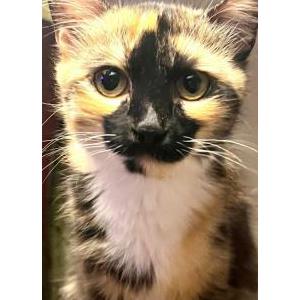 Lost Cat Hazel May