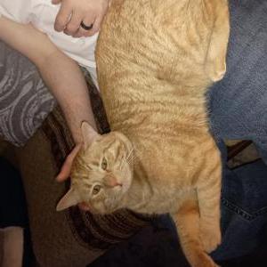 Lost Cat Leo
