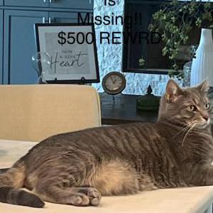 Lost Cat George