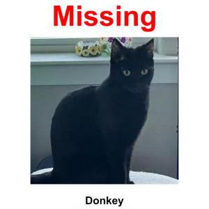 Lost Cat Donkey
