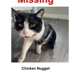 Lost Cat Chicken Nugget