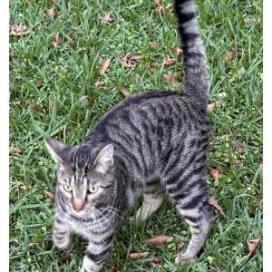 Image of Unknown, Found Cat