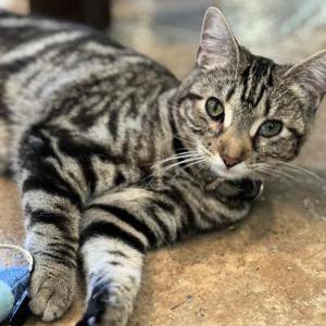 Lost Cat Gucci