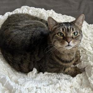 Lost Cat Jezebel