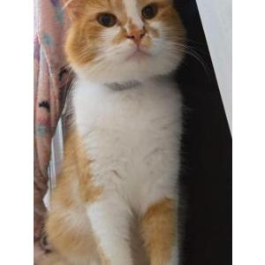 Lost Cat Shoto