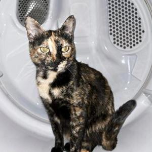 Lost Cat Kona